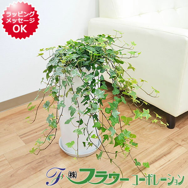 寄せ植え 【送料無料】観葉植物 アイビー(ヘデラ)3種類寄せ植え 円柱形陶器鉢植え【インテリア/人気/大型/お祝い/ギフト/プレゼント/開店祝い/新築祝い/誕生日/結婚/引っ越し/おしゃれ/スタイリッシュ/北欧/シンプルモダン/シック/ブルックリン/ナチュラル/和モダン/アジアン】