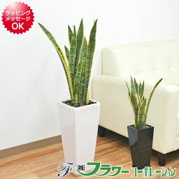 サンセベリア・サンスベリア 観葉植物 サンスベリア サンセベリア ローレンティ 7号陶器鉢植え 75cm ロングスクエア 大型 おしゃれ お祝い 送料無料 あす楽 お買い得