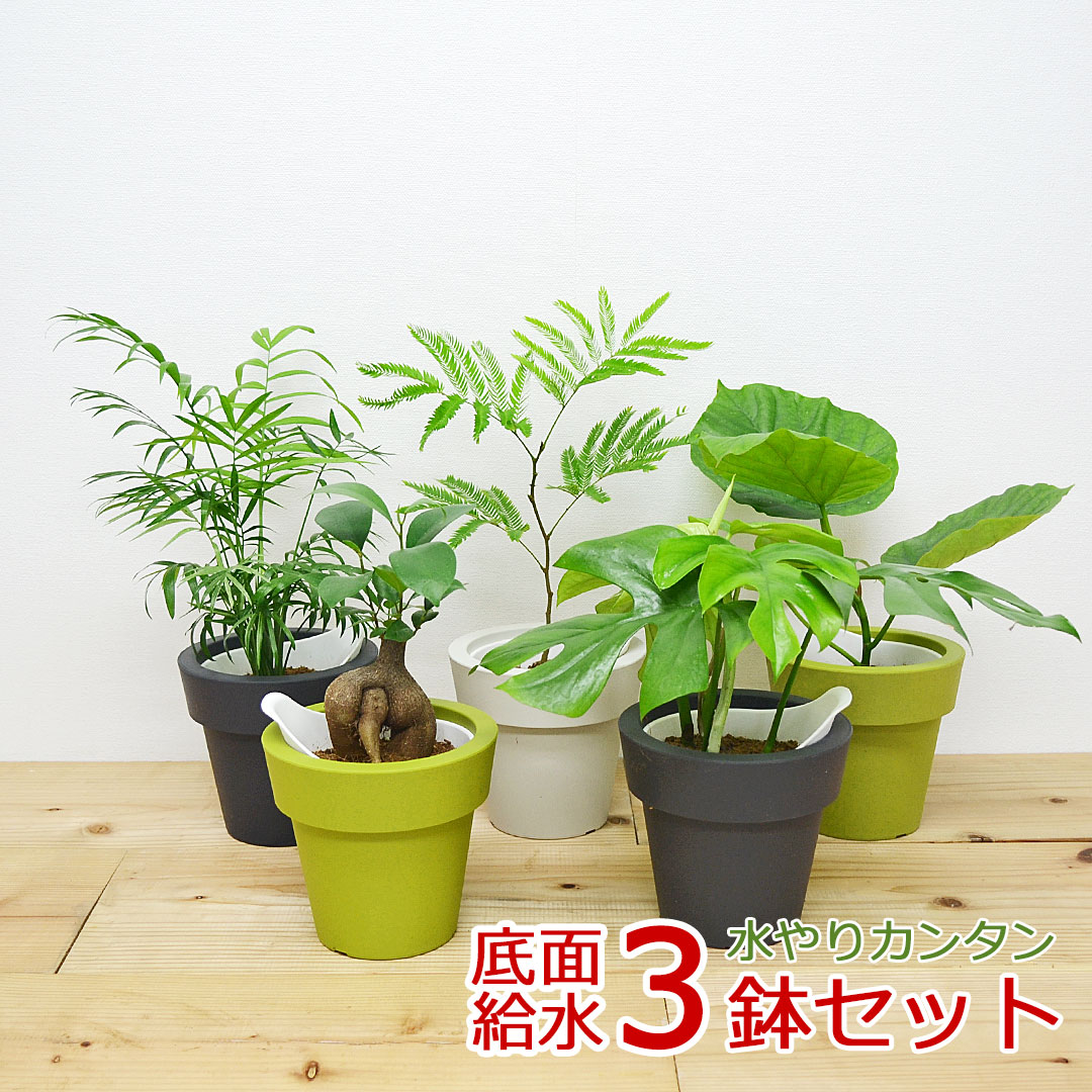 ウンベラータ 観葉植物 ウンベラータ エバーフレッシュ ガジュマル テーブルヤシ ヒメモンステラ 底面給水 3鉢セット 種類 おしゃれ お祝い 送料無料