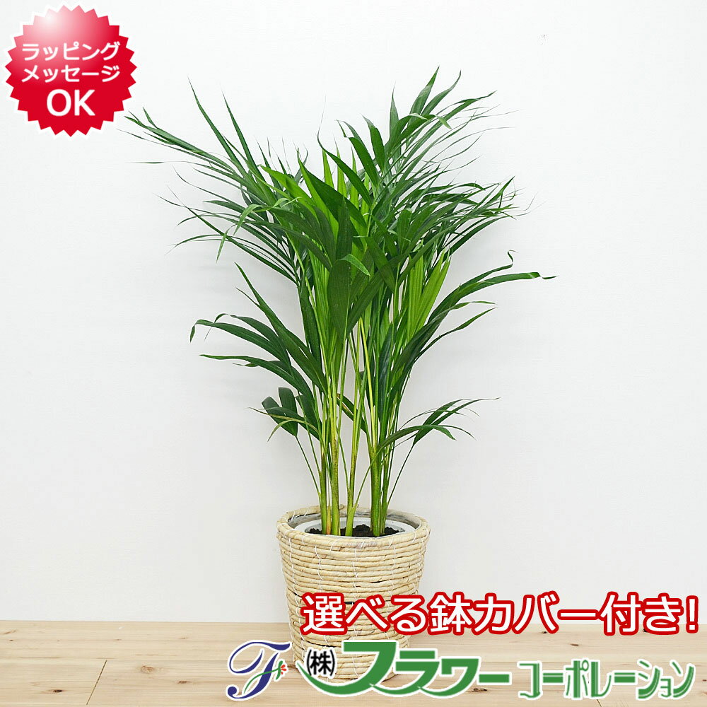 ヤシ 観葉植物 アレカヤシ 6号 鉢カバー付き おしゃれ お祝い 送料無料