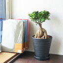 観葉植物 【当店全品ポイント2倍! 8/11 1:59まで】 ガジュマル 多幸の木 おしゃれ お祝い 6号ブラックセラート鉢 送料無料 あす楽