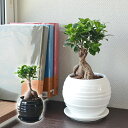 観葉植物 ガジュマル 多幸の木 おしゃれ お祝い ボール形陶器鉢 あす楽 インテリア 室内 送料無料 ニカ