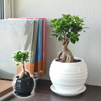 観葉植物 ガジュマル 多幸の木 おしゃれ お祝い ボール形陶器鉢 あす楽 インテリア 室内 送料無料