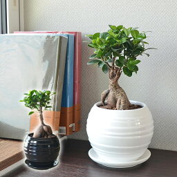 ガジュマル 観葉植物 ガジュマル 多幸の木 おしゃれ お祝い ボール形陶器鉢 あす楽 インテリア 室内 送料無料 ニカ