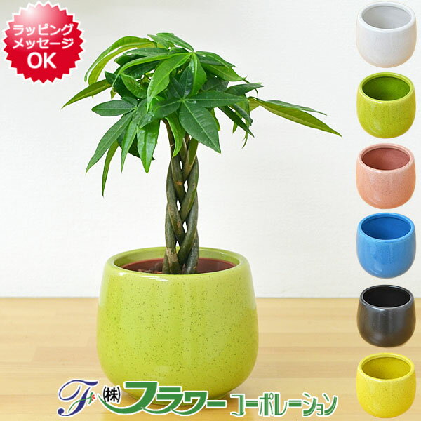 ミニ観葉植物 編み込みパキラ陶器