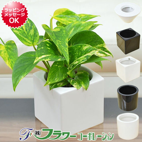 ポトス 【送料無料】ミニ観葉植物 ポトス ハイドロカルチャースタイリッシュ陶器鉢付き