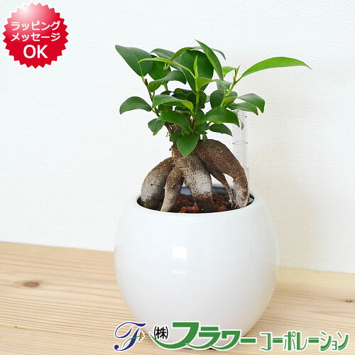 観葉植物 送料無料!水位計付きで水管理しやすい多幸の木 新築祝い 開...