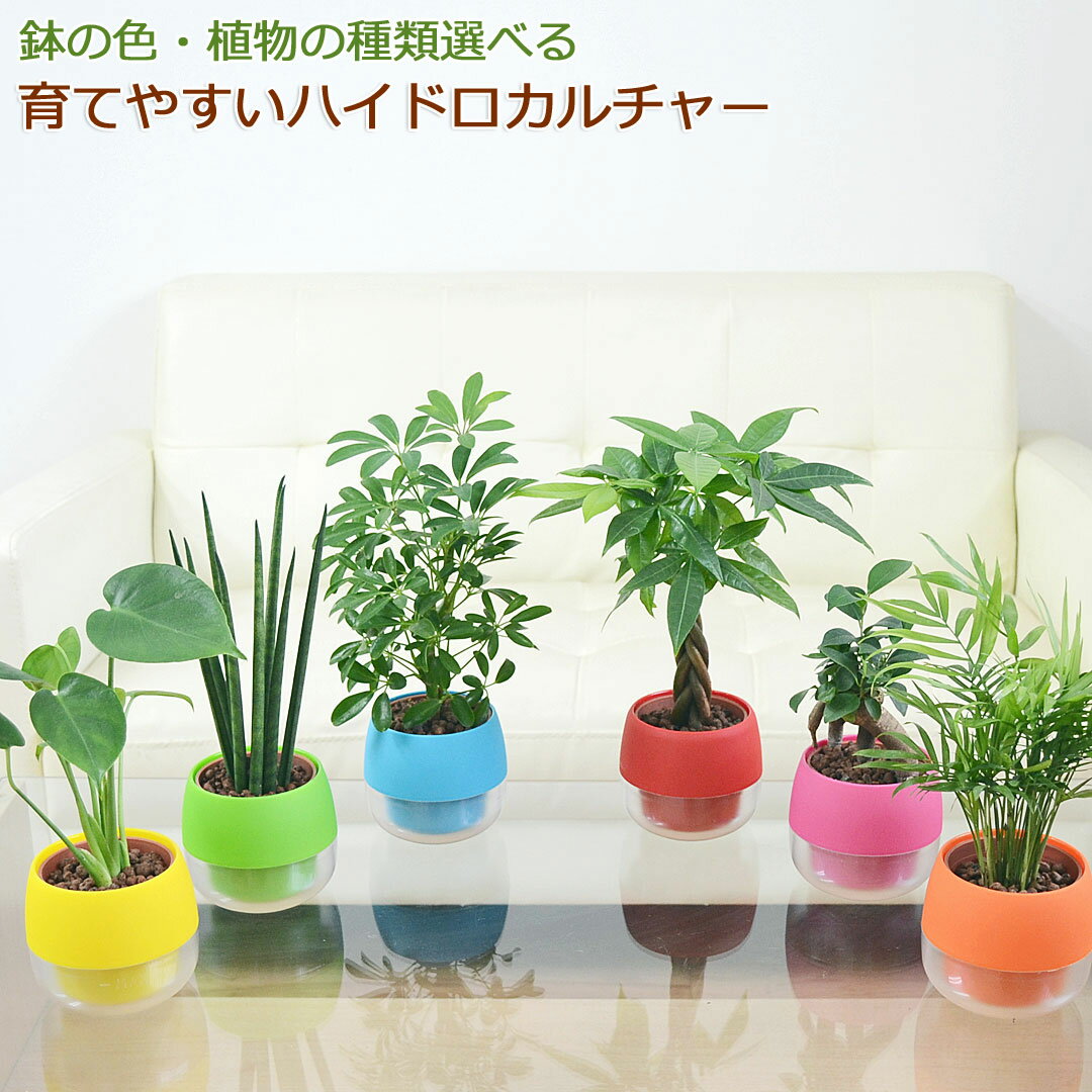 ヤシ 観葉植物ミニ ハイドロカルチャー 水耕栽培 水位がわかる鉢付き あす楽 モンステラ ガジュマル パキラ ドラセナ ウンベラータ サンスベリア ヤシ ポトス シェフレラ ポリシャス おしゃれ お祝い ビビット カラフル 送料無料