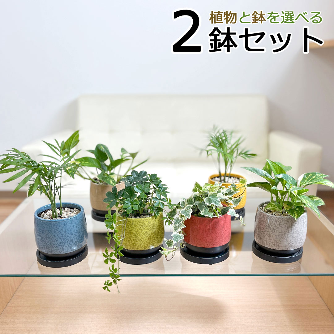 アイビー 観葉植物 ミニ 陶器鉢植え 2鉢セット シュガーバイン アイビー ポトス ヤシ おしゃれ お祝い ツル 送料無料