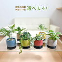 ヤシ 観葉植物 ミニ 陶器鉢植え シュガーバイン アイビー ポトス ヤシ おしゃれ お祝い ツル 送料無料