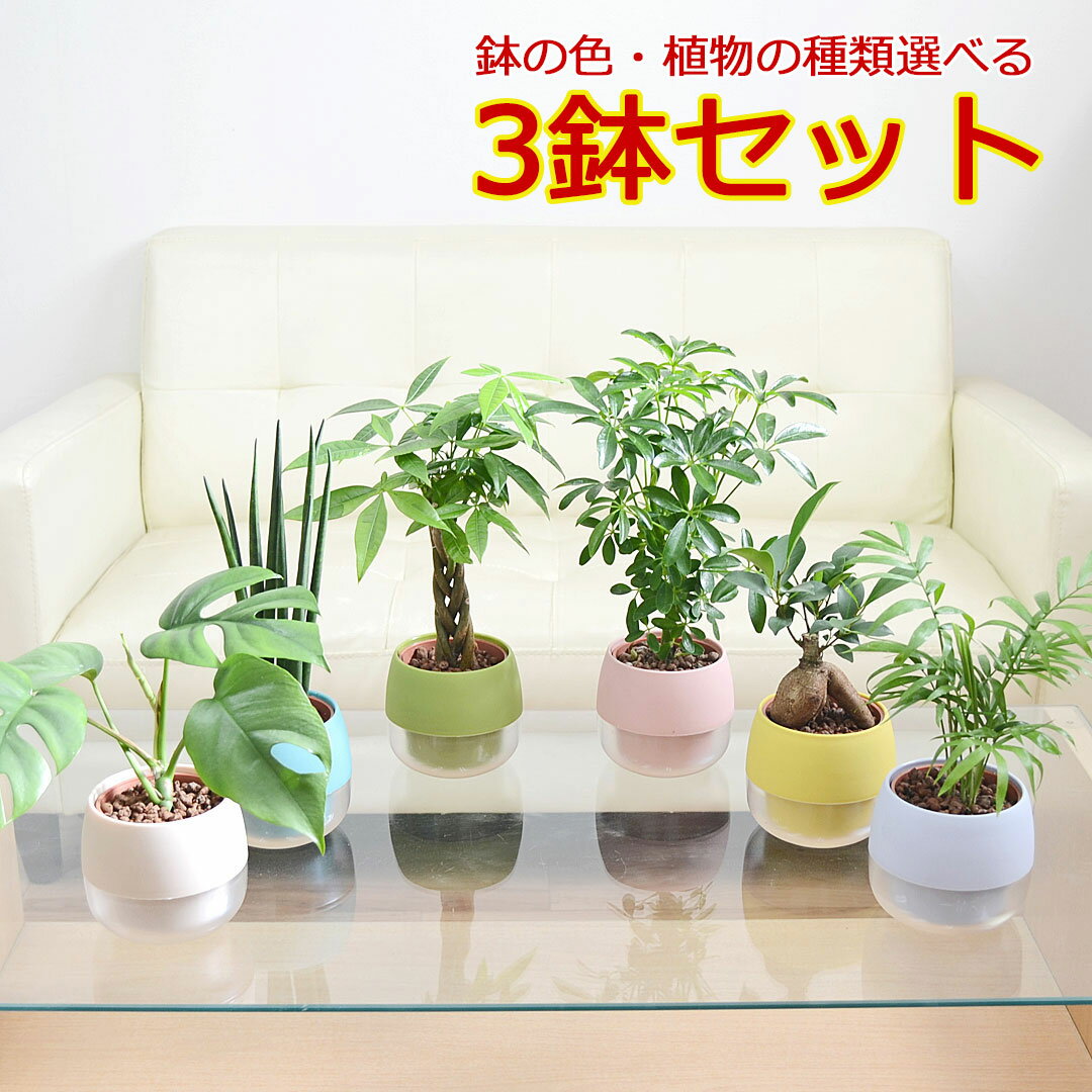 ウンベラータ 観葉植物 ミニ ハイドロカルチャー 水耕栽培 3鉢セット 水位がわかる鉢付き モンステラ ガジュマル パキラ ドラセナ ウンベラータ サンスベリア ヤシ ポトス シェフレラ ポリシャス 種類 選べる おしゃれ お祝い スモーキー カラフル 送料無料　あす楽