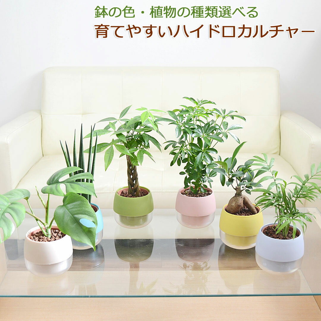 楽天市場】ドラセナ ミニ(観葉植物|花・観葉植物):花 楽天市場】ドラセナ ミニ(観葉植物|花・観葉植物):花