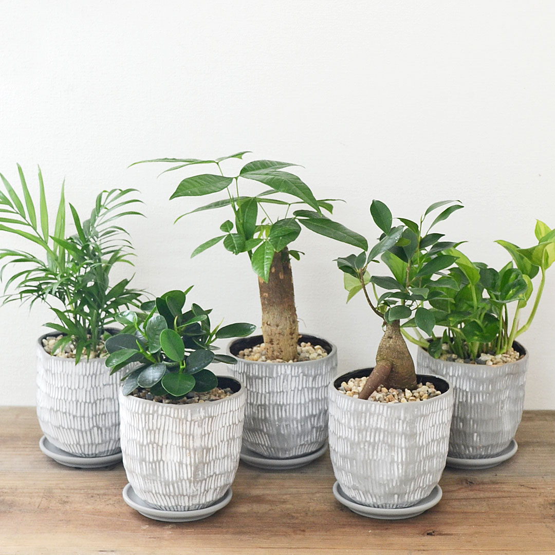 楽天市場】テーブルヤシ(種類(植物)チャメドレア)の通販 楽天市場】テーブルヤシ(種類(植物)チャメドレア)の通販