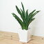 観葉植物 万年青(オモト) 都城(ミヤコノジョウ) 陶器鉢植え ホワイトスクエア おしゃれ お祝い 送料無料