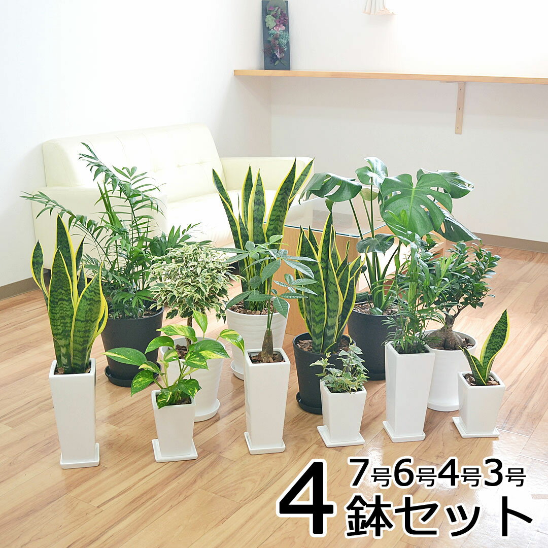 ヤシ 観葉植物 【当店全品ポイント2倍!5/27 1:59まで】 4鉢セット 7号 6号 4号 3号 モンステラ ガジュマル サンスベリア ヤシ ベンジャミン おしゃれ お祝い 送料無料