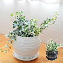 観葉植物 アイビー ヘデラ 3種類寄せ植え ボール形陶器鉢植え ホワイト ブラック おしゃれ お祝い 室内 送料無料