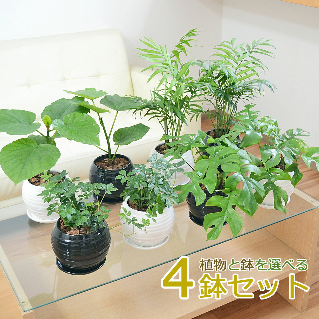 ウンベラータ 観葉植物 ウンベラータ ヒメモンステラ テーブルヤシ シュガーバイン ボール形陶器鉢植え 4鉢セット 種類 選べる おしゃれ お祝い インテリア 本物 室内 送料無料