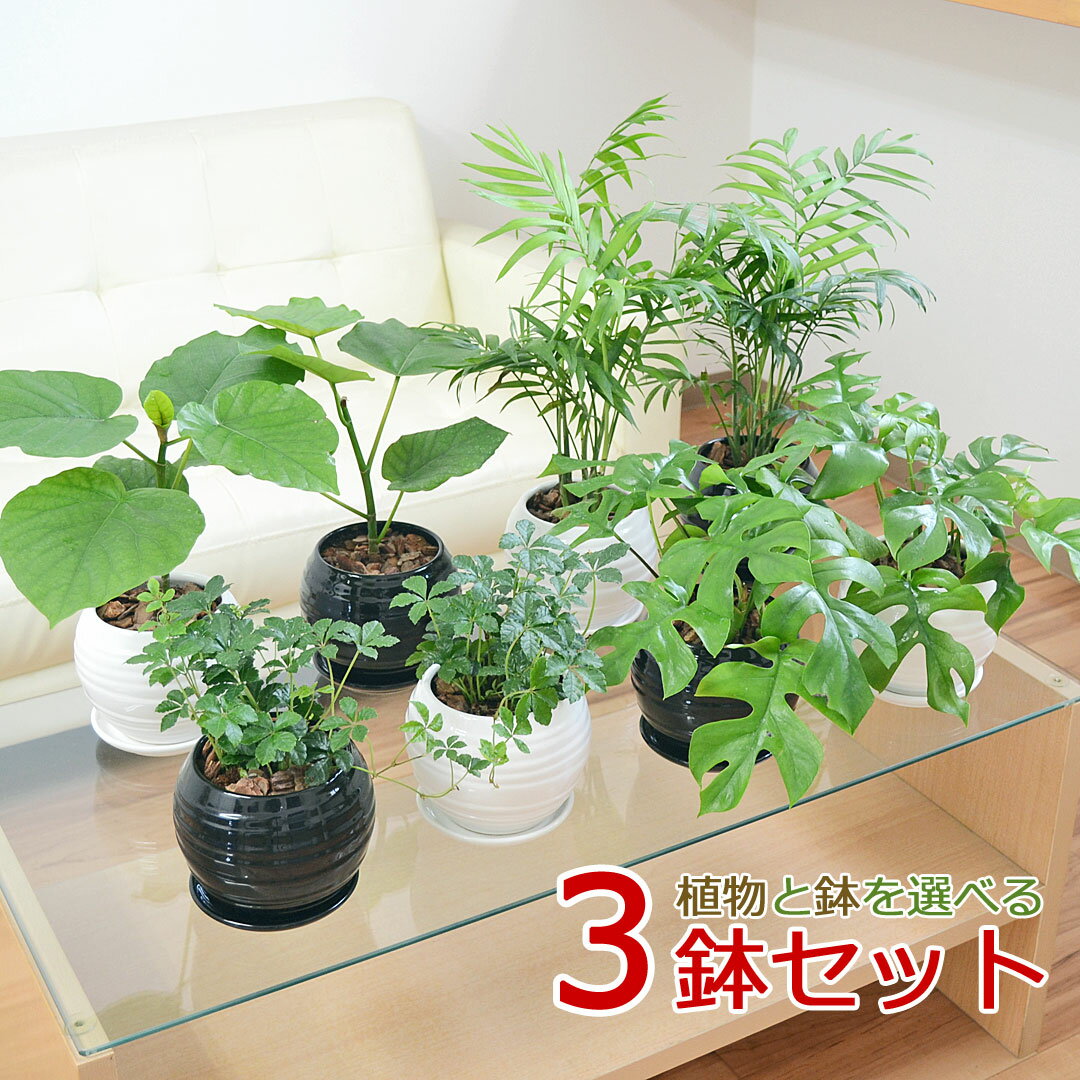 ウンベラータ 観葉植物 ウンベラータ ヒメモンステラ テーブルヤシ シュガーバイン ボール形陶器鉢植え 3鉢セット 種類 選べる おしゃれ お祝い インテリア 本物 室内 送料無料