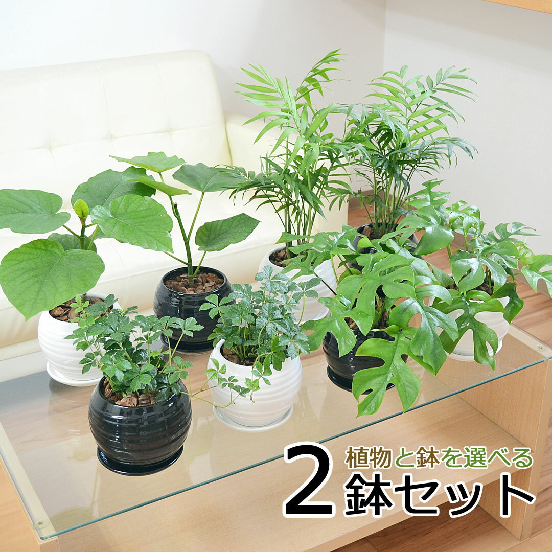 ウンベラータ 観葉植物 ウンベラータ ヒメモンステラ テーブルヤシ シュガーバイン ボール形陶器鉢植え 2鉢セット 種類 選べる おしゃれ お祝い インテリア 本物 室内 送料無料