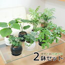 ヤシ 観葉植物 ウンベラータ ヒメモンステラ テーブルヤシ シュガーバイン ボール形陶器鉢植え 2鉢セット 種類 選べる おしゃれ お祝い インテリア 本物 室内 送料無料