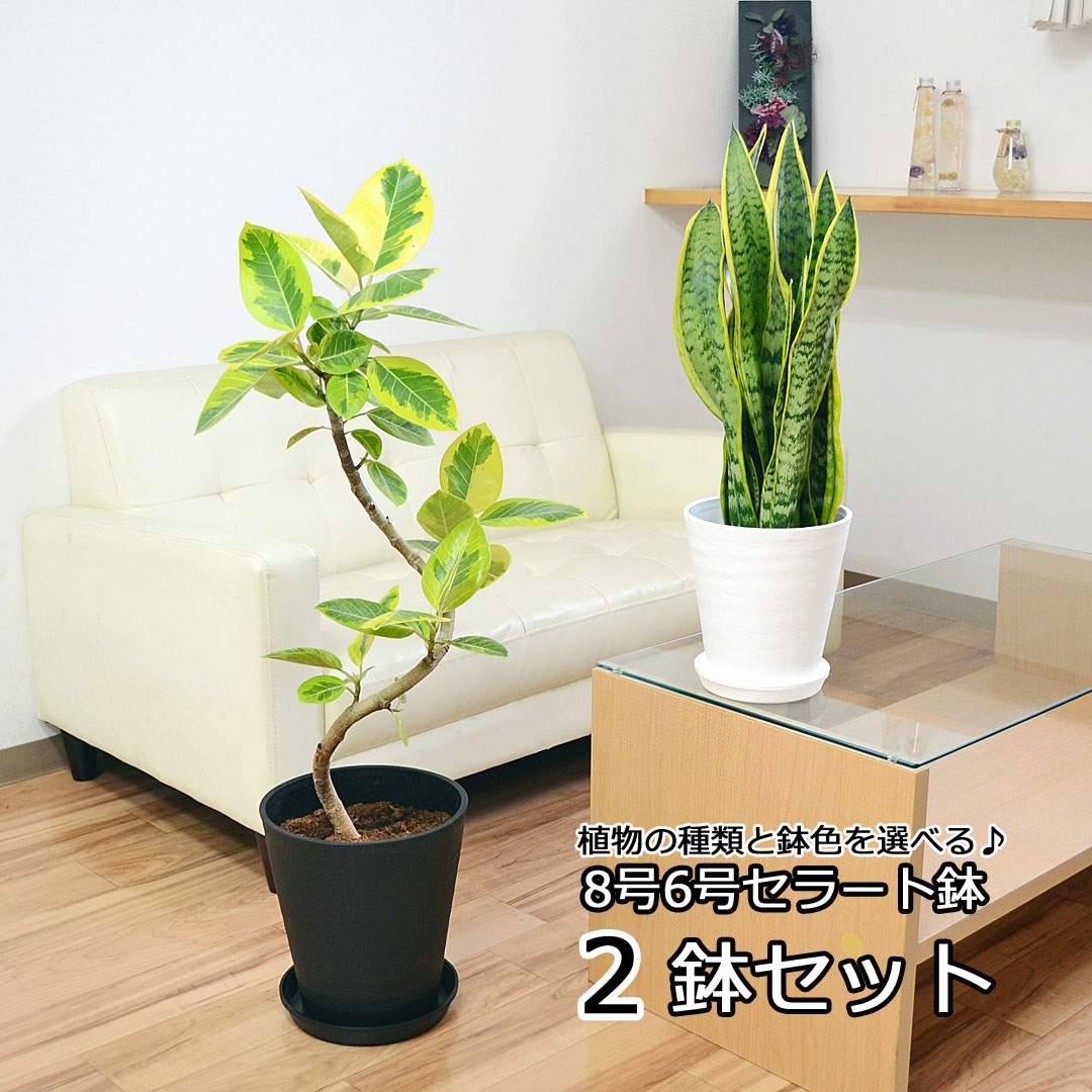 シェフレラ 観葉植物 観葉植物 2鉢セット 8号 6号 セラアート鉢 オーガスタ ベンジャミン ガジュマル サンスベリア シェフレラ フィカス 種類 選べる おしゃれ お祝い インテリア 本物 室内 あす楽 送料無料