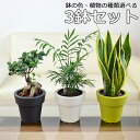 観葉植物 ガジュマル サンスベリア テーブルヤシ ハイドロカルチャー 水耕栽培 3鉢セット 5号 種類 選べる 植木鉢 水位計付き おしゃれ お祝い インテリア 本物 室内 送料無料