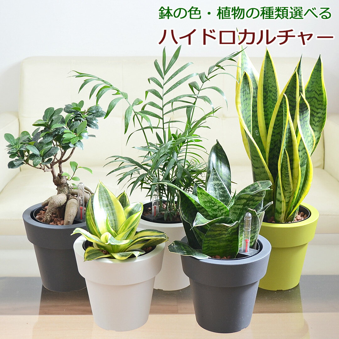 楽天フラワーコーポレーション観葉植物 ガジュマル サンスベリア テーブルヤシ ハイドロカルチャー 水耕栽培 5号 種類 選べる 植木鉢 水位計付き おしゃれ お祝い インテリア 本物 室内 送料無料