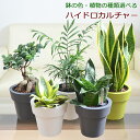 観葉植物 【当店全商品ポイント2倍 4/27 9:59まで】 ガジュマル サンスベリア テーブルヤシ ハイドロカルチャー 水耕栽培 5号 種類 選べる 植木鉢 水位計付き おしゃれ お祝い インテリア 本物 室内 送料無料