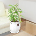 観葉植物 エバーフレッシュ アカサヤネムノキ 陶器鉢 たて線 縦縞 バーティカルライン タグ付き 4号 ホワイト 白 おしゃれ 小さい 棚 インテリア 室内 あ...