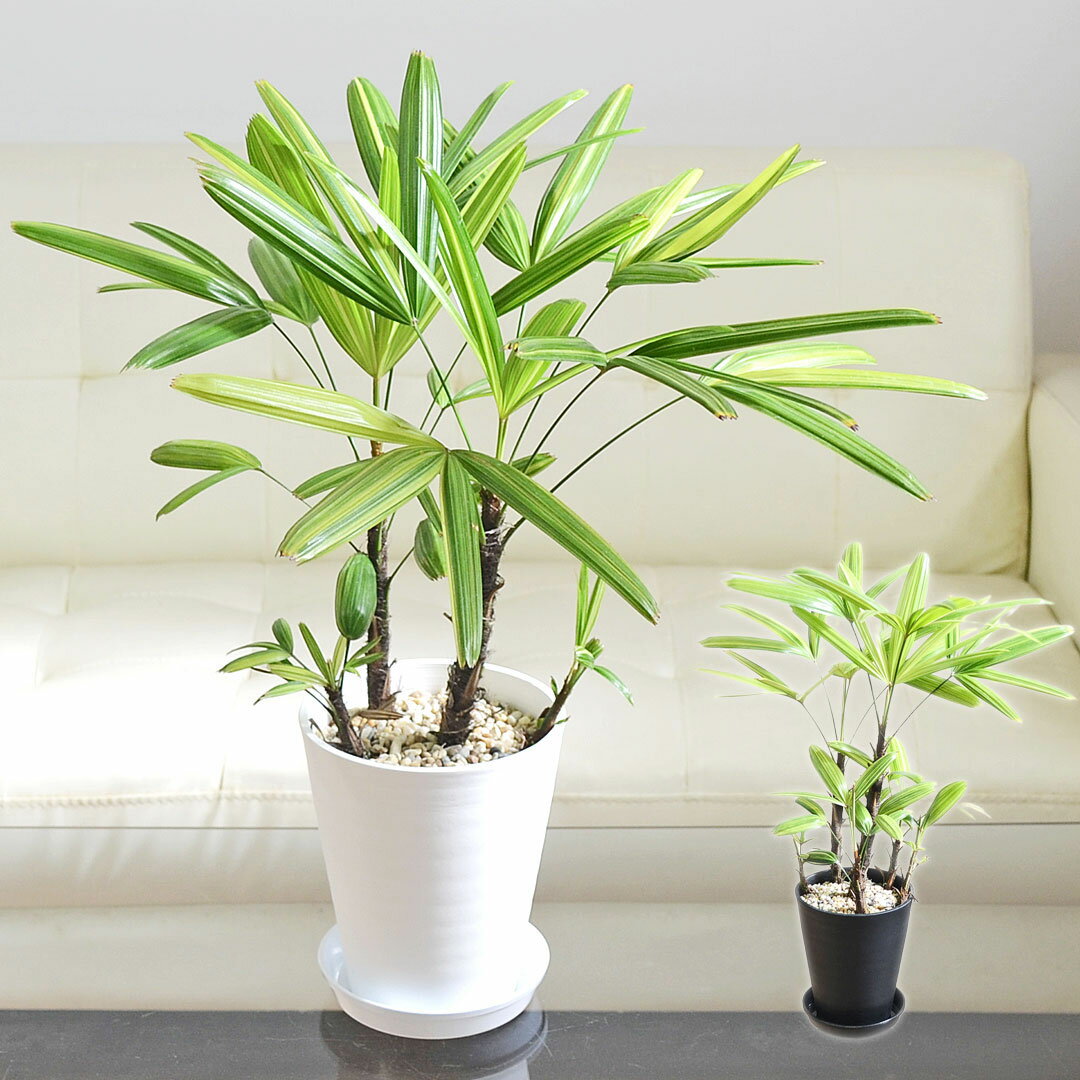 観葉植物 観音竹 カンノンチク 瑞晃錦 瑞光錦 ズイコウニシキ 斑入り セラアート鉢 ホワイト 白 ブラック 黒 選べる 5号 おしゃれ 本物 インテリア 室内 送料無料 あす楽