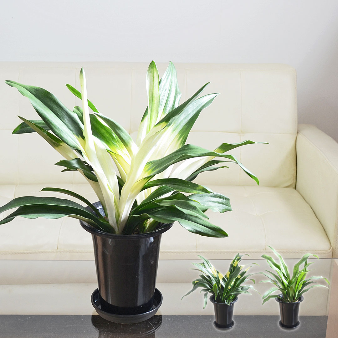 観葉植物 万年青 オモト 宝船 あけぼの 有田 5.5号 種類 選べる おしゃれ 本物 インテリア 室内 送料無料 あす楽