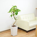 観葉植物フィカス アルテシーマ アルテシマゴム らせん曲がり仕立て スクエア陶器鉢植え 7号 インテリア 人気 お祝い ギフト プレゼント 開店祝い 新築祝い ...