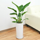 観葉植物 ストレリチア・オーガスタ 円柱形陶器鉢植え 7号サイズ【インテリア 人気 お祝い ギフト プレゼント 開店祝い 新築祝い 誕生日祝い 結婚祝い おしゃ...