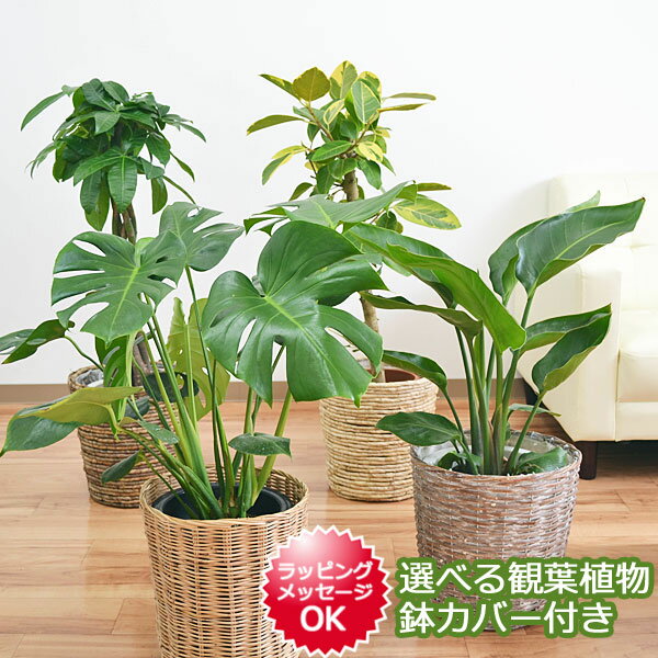 【送料無料】選べる観葉植物・鉢カバー 7号サイズ【モンステラ/フィカス/アルテシーマ/パキラ/ガジュマル/ベンガレンシス/幸福の木/ドラセナ/インテリア/人気/お祝い/ギフト/プレゼント/開店祝い/新築祝い/誕生日祝い/結婚祝い/おしゃれ/スタイリッシュ/個性的/中型】