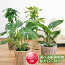 ドラセナ 【送料無料】選べる観葉植物・鉢カバー 7号サイズ【モンステラ/フィカス/アルテシーマ/パキラ/ガジュマル/ベンガレンシス/幸福の木/ドラセナ/インテリア/人気/お祝い/ギフト/プレゼント/開店祝い/新築祝い/誕生日祝い/結婚祝い/おしゃれ/スタイリッシュ/個性的/中型】