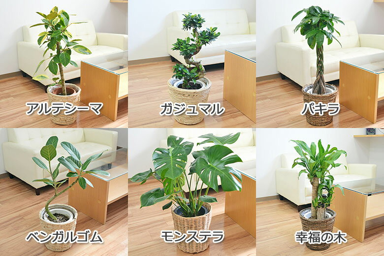 【送料無料】選べる観葉植物・鉢カバー 7号サイ...の紹介画像2