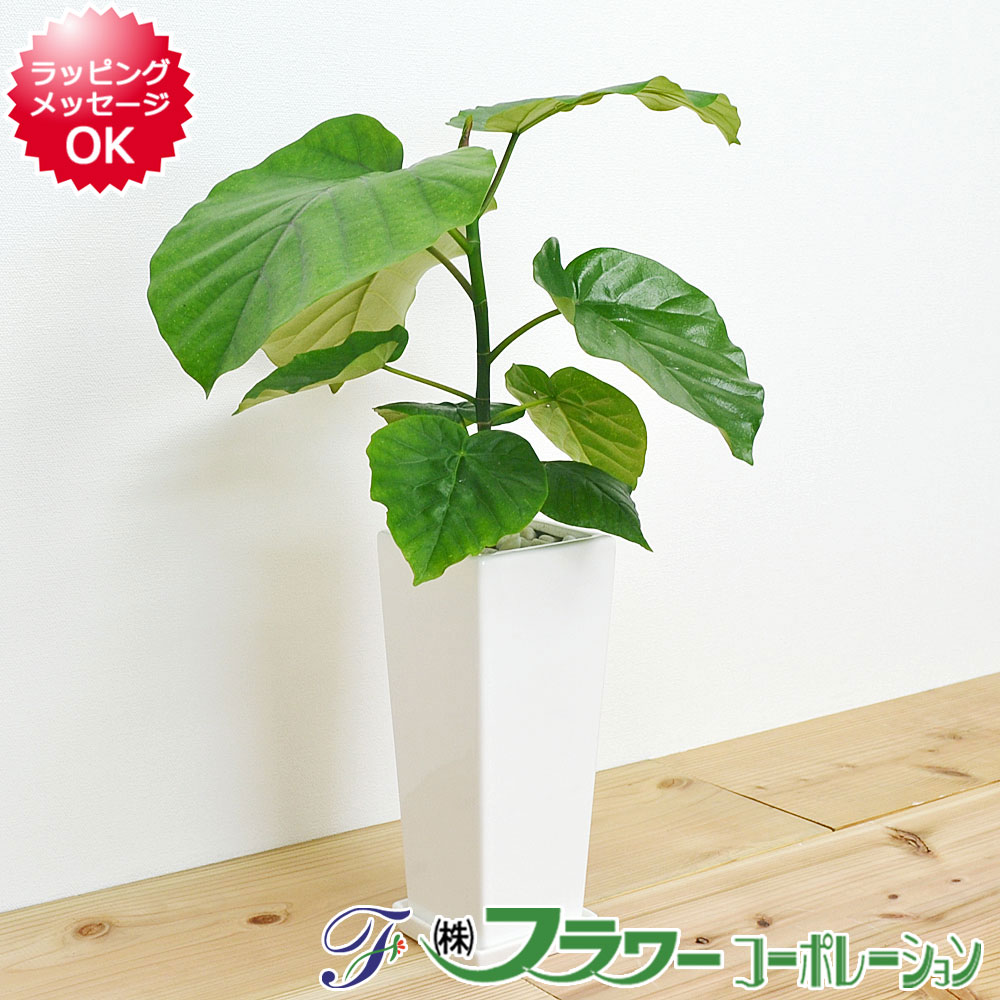 【送料無料】観葉植物 フィカス・