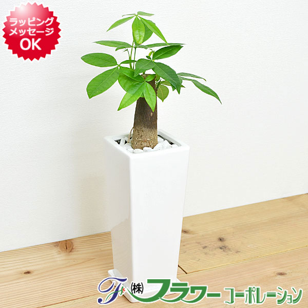 バキラ 【送料無料】観葉植物 パキラ スクエア陶器鉢植え【インテリア/室内/人気/お祝い/ギフト/プレゼント/開店祝い/新築祝い/誕生日祝い/結婚祝い/お試し/小型】