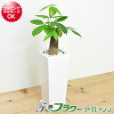 観葉植物 パキラ スクエア陶器鉢植え