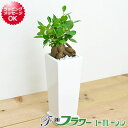 観葉植物 ガジュマル スクエア陶器鉢植え