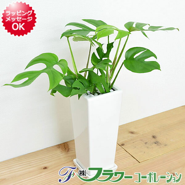 観葉植物 ヒメモンステラ スクエア