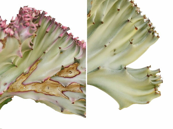 楽天市場 送料無料 多肉植物 ユーフォルビア ラクテア クリスタータ マハラジャ キューブ陶器鉢植え インテリア 人気 お祝い ギフト プレゼント 開店 新築 誕生日 結婚 おしゃれ スタイリッシュ 北欧 シンプルモダン シック ブルックリン ナチュラル 和モダン