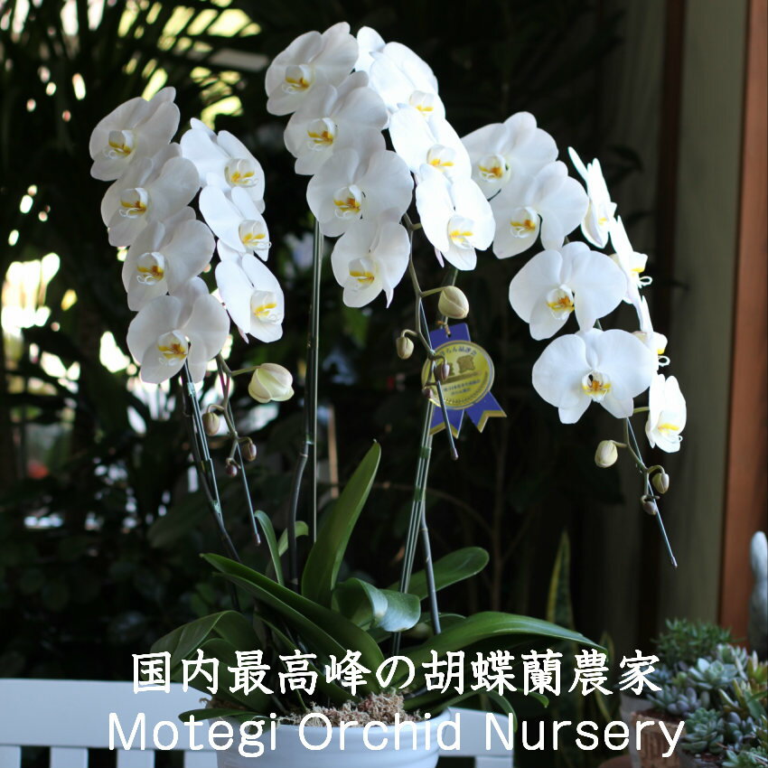 【 モテギ洋蘭園 大輪胡蝶蘭 】 花 誕生日 春 母の日 退職 プレゼント 胡蝶蘭（3本立ち） 陶器鉢 モテギ洋蘭園 大輪胡蝶蘭 約30輪 鉢 花 ラン・胡蝶蘭 ホワイト 花屋