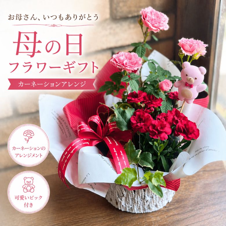 Rakuten - 母の日 花 ギフト カーネーション 寄せ鉢 セット 生花 くまピック付き 鉢植え プレゼント かわいい フラワーギフト 送料無料