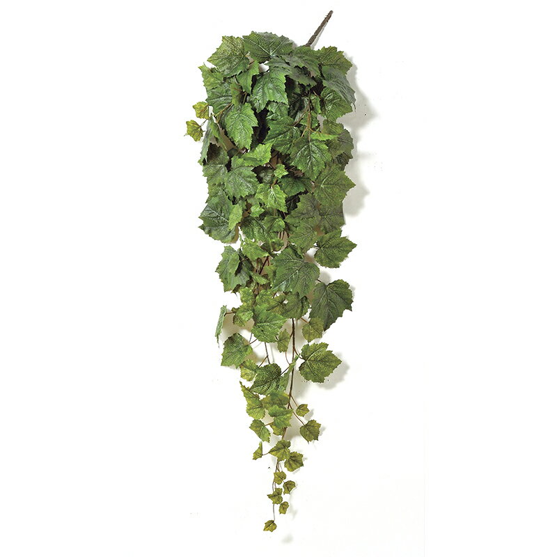 グレープリーフブッシュバイン グリ-ンa-42174-051a【ascaアスカ】