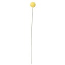 【造花 アーティフィシャルフラワー】クラスペディア ソフトイエロ− a-34386-020 【ascaアスカ】