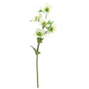 【造花 アーティフィシャルフラワー】クリスマスローズ×5 クリームグリーン a-34642-053a 【ascaアスカ】