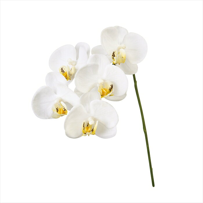 シェリーファレノ　＃1　　　WHITE fm008804-001 オーキッド　蘭【東京堂】