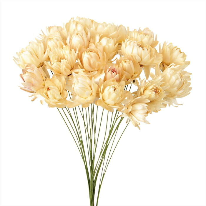 麦ワラ菊ワイヤー付　ホワイト fd003021-001 ナチュラル【東京堂】