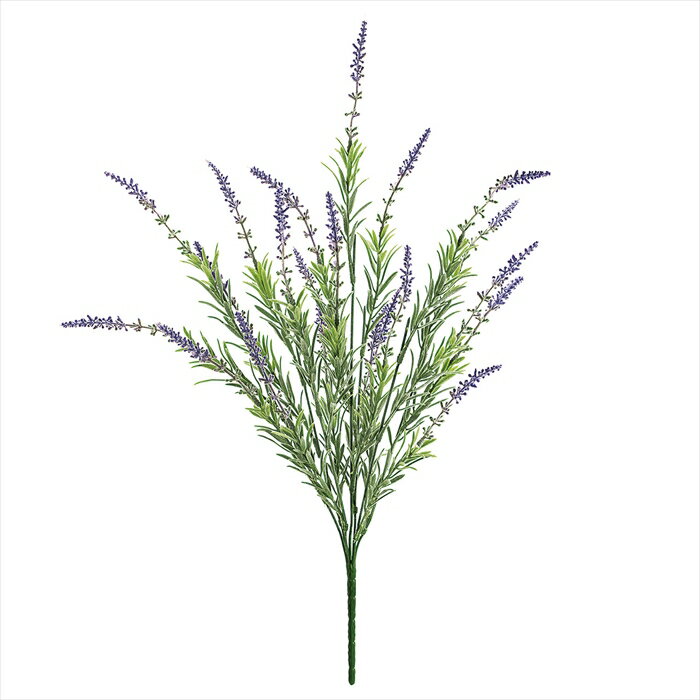 ソフティラベンダーブッシュ　LAVENDER fm008211-zzz ラベンダー【東京堂】